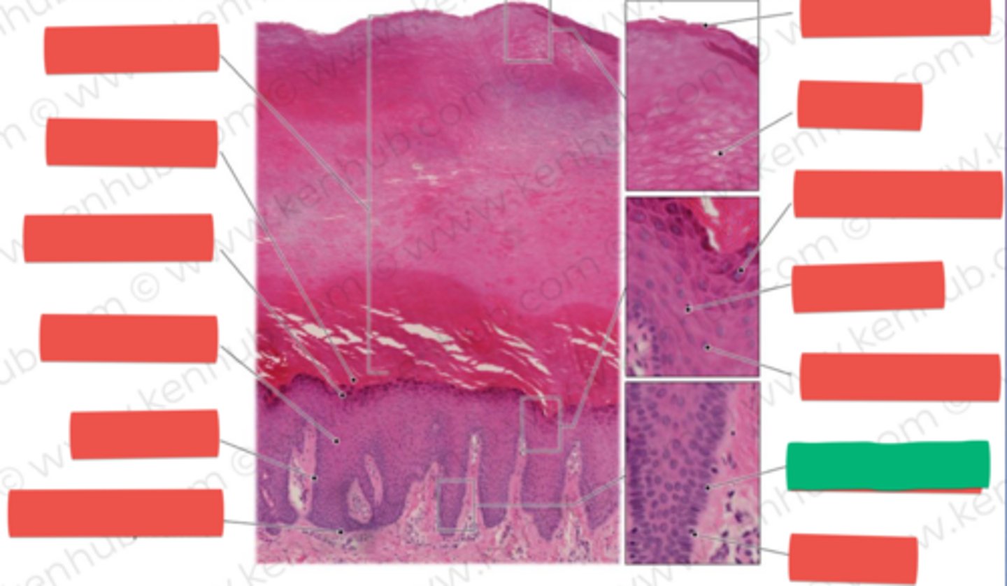 knowt flashcard image