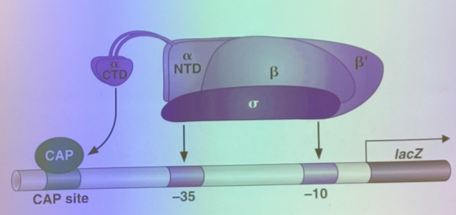 <p>CAP protein is a TA that stabilizes RNA polymerase binding at promoters. it is glucose-dependent — when glucose is low, cAMP is high. cAMP binds to CAP and allows it to bind to the cis-acting binding site upstream. thus, expression is positively driven. </p>