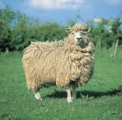 <p>Cottswold</p>