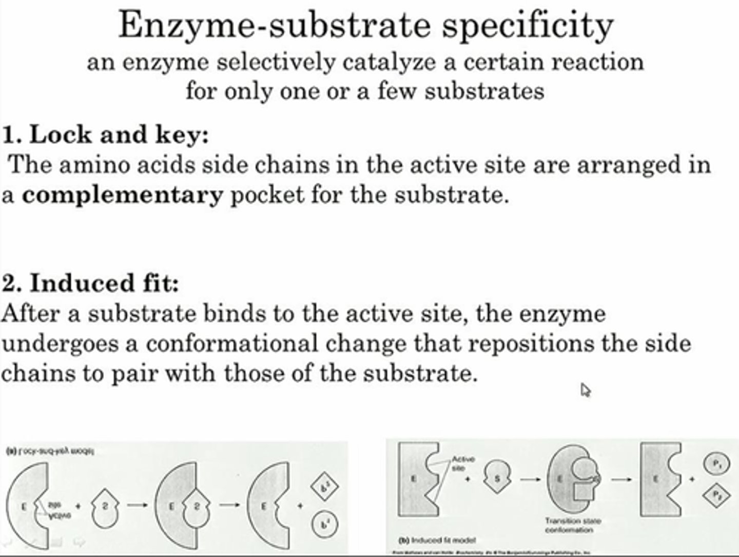<p>Lock &amp; Key Model (outdated) and Induced-Fit Model (Current)</p>