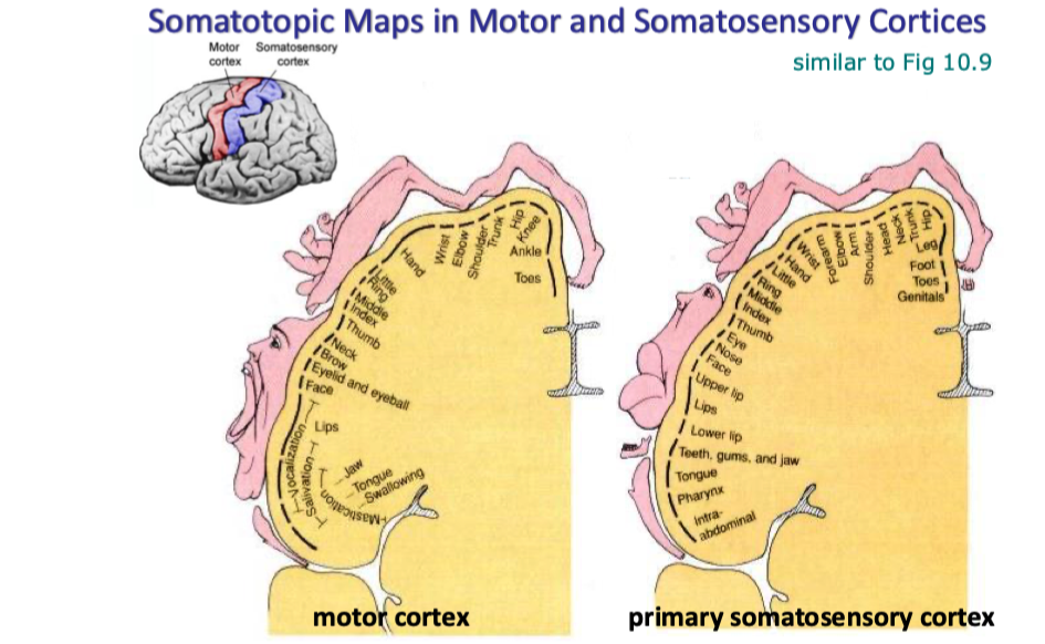 <ul><li><p>Motor: hands and face have a higher SA on the motor cortex → more control</p></li><li><p>Somatosensory: lips and hands are very big</p></li></ul><p></p>