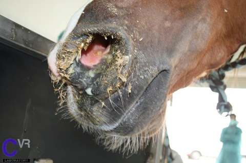 <ul><li><p><u><span>Fever, mucopurulent/blood-tinged nasal discharge, respiratory distress</span></u><strong><span> </span></strong><span>(See image)</span></p></li><li><p><u>Lymphadenitis</u> of the head/neck region</p><ul><li><p>Similar to Equine strangles (SEE)</p></li></ul></li><li><p><u>Nodules/ulcers</u> in the <u>upper airway, nasal septum, and skin</u></p></li></ul><p></p>