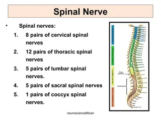 <p>31 Pairs of Spinal Nerves</p><ul><li><p>8 Cervical</p></li><li><p>12 Thoracic</p></li><li><p>5 Lumbar</p></li><li><p>5 Sacral</p></li><li><p>1 Coccygeal (Coccyx / Tailbone)</p></li></ul>