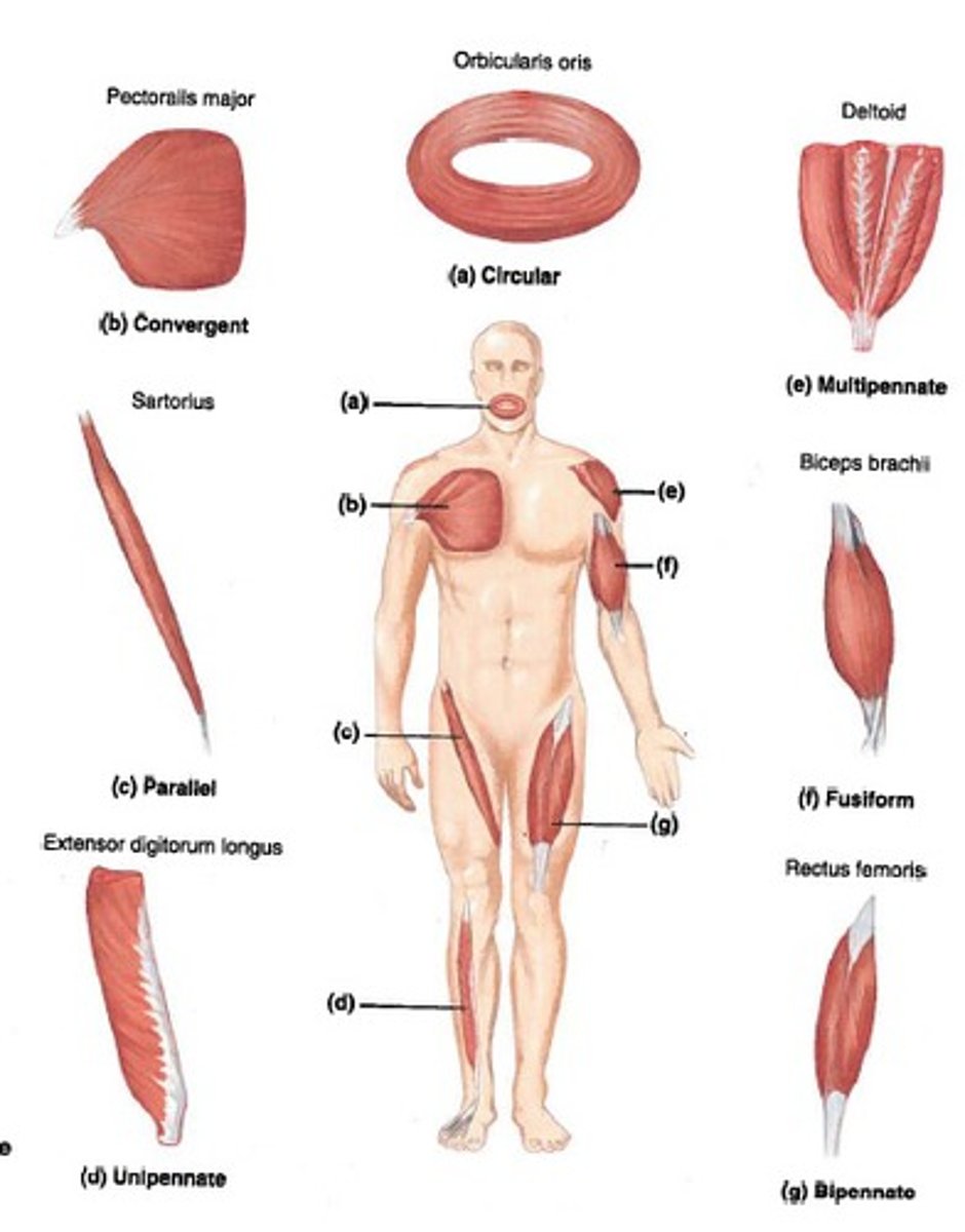 <p>Circular, convergent, parallel, unipannate, multipennate, fusiform, and bipennate</p>