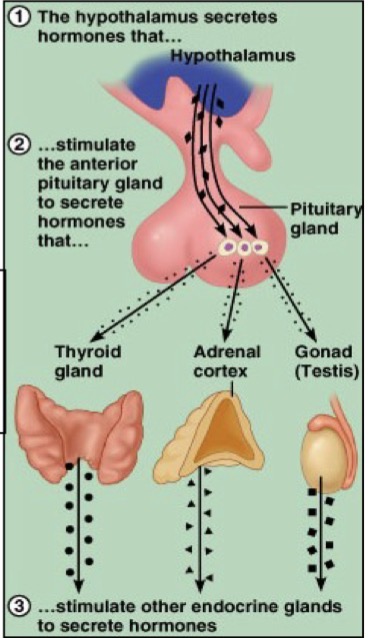 <ul><li><p>The <strong>hypothalamus secretes hormones </strong></p></li><li><p>Which stimulates the <mark data-color="green" style="background-color: green; color: inherit;">pituitary gland</mark> to secrete hormones</p></li><li><p>Which stimulates other <mark data-color="green" style="background-color: green; color: inherit;">endocrine glands</mark> to secrete hormones</p></li></ul><p></p>