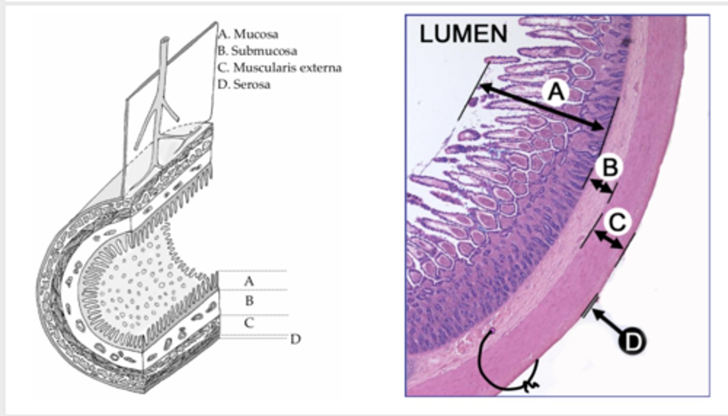<p>What are the 3 ureter layers from superficial to deep?</p>