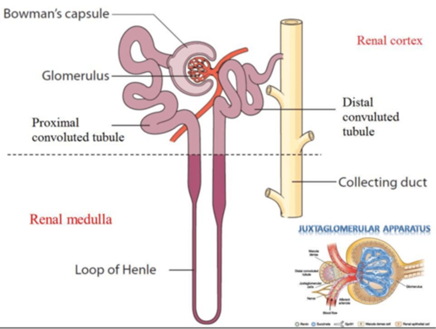 <p>The loop of Henle loops back on itself so that acending limb is between the afferent and efferent arterioles</p>