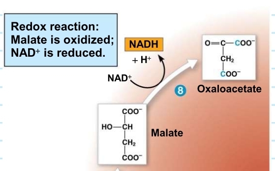 <p>Krebs Cycle - step 8 (OXALOACETATE)</p>