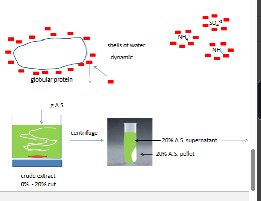 <p>how  does ammonium sulfate fractionation work</p>