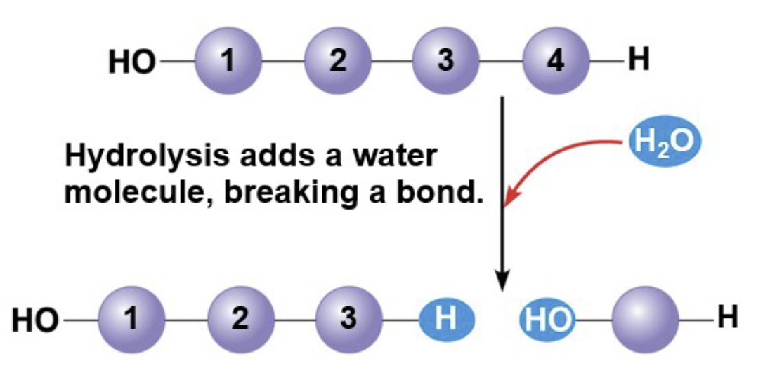 <p>Hydrolysis, a reaction that is essentially the reverse of the dehydration reaction: it needs water</p>