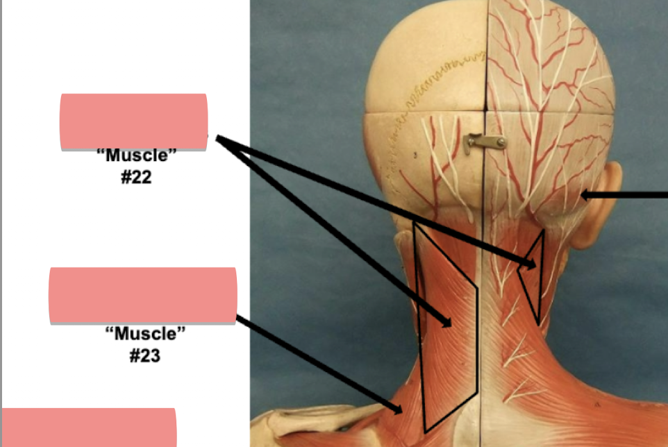 <p>Label muscle #22 </p>