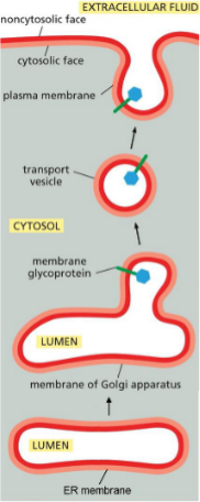 <p>Membranes always have same orientation</p><ul><li><p>cytosolic leaflet</p></li><li><p>noncytosolic leaflet</p></li><li><p>Membrane proteins also retain orientation</p></li></ul><p></p>