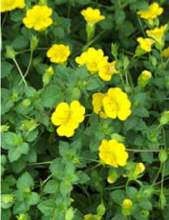 <p>Mercardonia xhybrida </p>