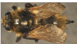 <ul><li><p>warble flies cattle grubs (heel flies and gadflies) </p></li><li><p>geography: Northern hemisphere, North America, Mexico, Canada </p></li><li><p>development: subcutaneously in cattle </p></li><li><p>morphology: resemble bees, orange-yellow hair with broad band of black hair in the middle </p></li><li><p>predilection site: hair, lower parts of the body (H. bovis), eggs in row below hocks (H. lineatum) </p></li><li><p>migration: larvae subcutaneous, CT of esophagus, spinal column </p></li><li><p>CS: gadding, injury, local inflammation, secondary bacterial infection, bloat, spinal canal paraplegia, hypersensitivity (larvae rupture) </p></li><li><p>pathology: hole punch effect </p></li></ul>