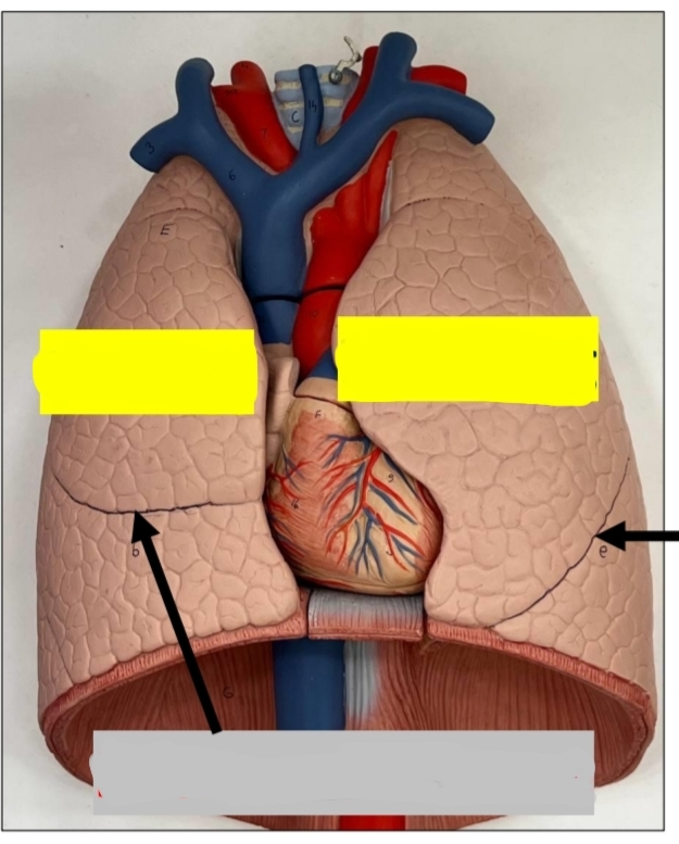 <p>identify the sides of this lung</p><p>how many lobes in this lung </p><p>how many fissures in this lung </p><p>name the fissure/s present in this lung</p><p>name the lobes in this lung </p><p>هتقول كله وفي اليمين مره وفي الشمال مره </p><p>ربنا يعينك</p>