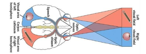 <p>With teh corpus callosum severed, objects presented in the right visual field can be named but not the objects in the left</p>