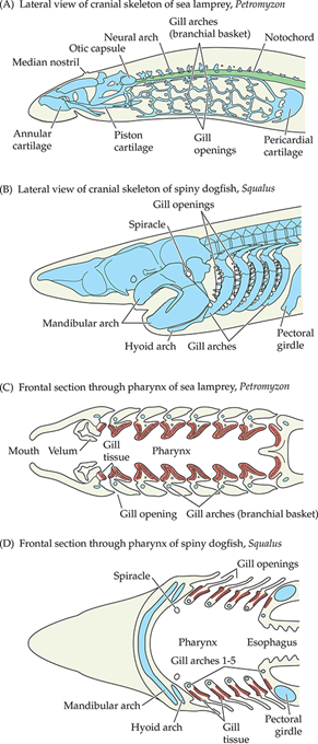 <p>Cyclostomata = extant jawless vertebrates</p><ol><li><p>Single median nostril</p></li><li><p>Branchial basket (arch that supports gills)</p></li><li><p>Gill arch skeleton <strong>lateral to/outside of</strong> gill tissue (instead of medial/inside of)</p></li><li><p>Unique tongue that is NOT homologous with the gnathostome tongue</p></li></ol><p></p><p><em>* Image includes Chondrichthyan diagrams (B&amp;D) for comparison</em></p><p></p>