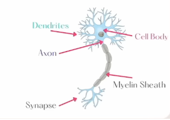 * Cell body: contains the nucleus and organelles
* Dendrite: Short, branchlike extensions that generate electrical impulses. 
* Axon: long extensions that transmits signals to other neurons. 