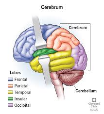 <p>cerebrum </p>