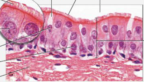 <p>nuclei at various levels, some cells don’t extend to apical surface</p><p>appears stratified but not really, every cell touches basement membrane</p><p>location: trachea, bronchi, nasal cavity lining</p><p>function: protection, secretion, move mucus with cilia</p><img src="https://knowt-user-attachments.s3.amazonaws.com/3d5f675a-582c-4755-84f7-8ccb8cfcd5d3.png" data-width="75%" data-align="center"><p></p>