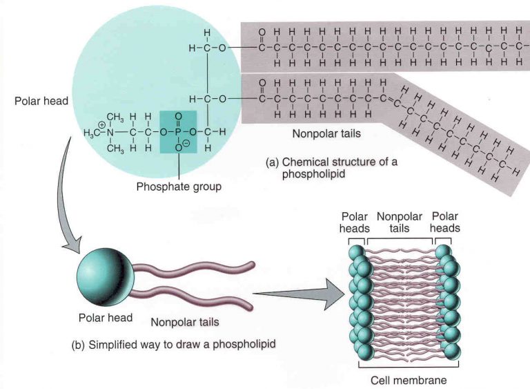 cell/organelle membranes
when there's a "p" in molecule
2 tails
cause the bilayer to be selectively permeable because of hydrophobic and hydrophilic regions