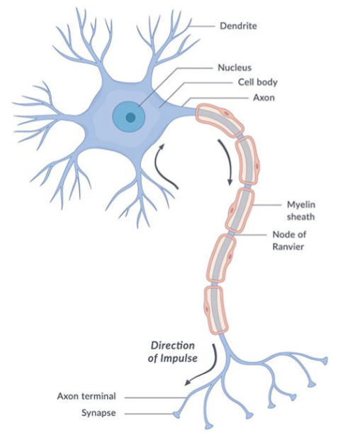 <p>Neuron</p>