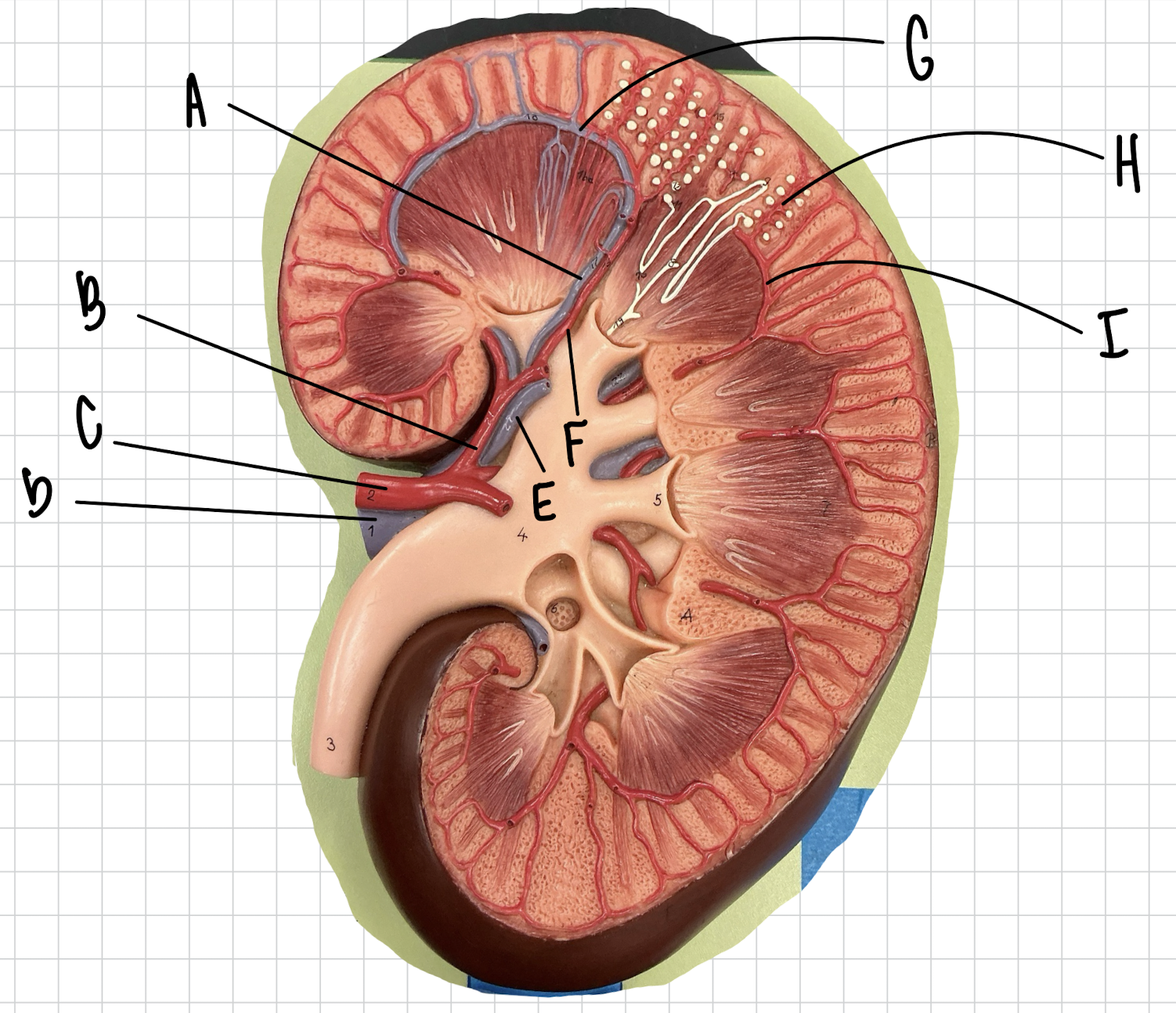 <p>H</p>