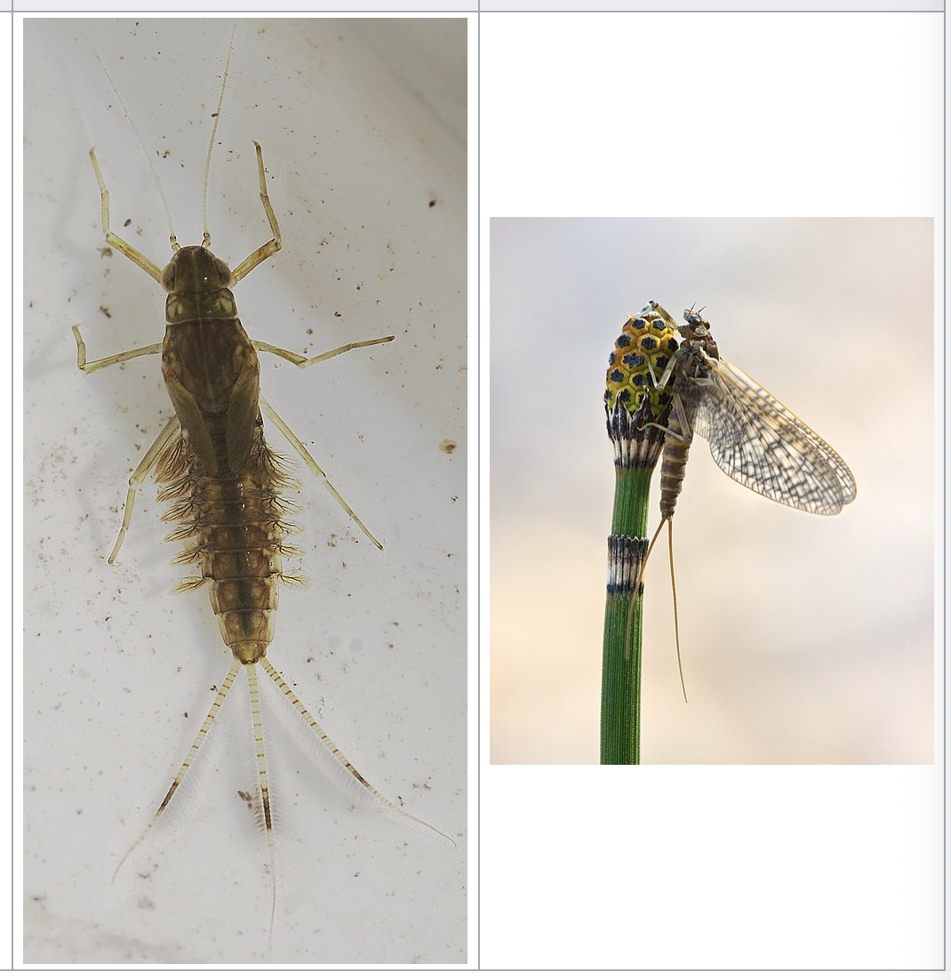 <p>importance: C1, clean water</p><p>ecology: eaten by fish</p><p>life: IM, egg → nymph → adult</p><p>feeding: omnivore, organic matter</p>