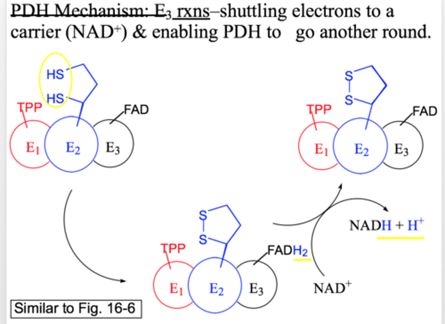<p>electron shuttling</p><p>the e- transfer from lipoic acid to NAD+ which enables PDH to go another round</p>