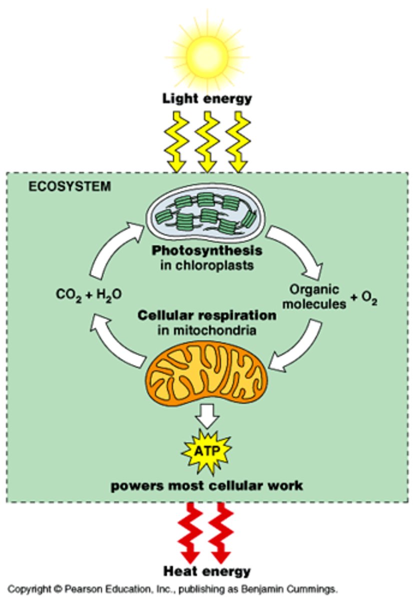 <p>they are reverse processes of one another</p>