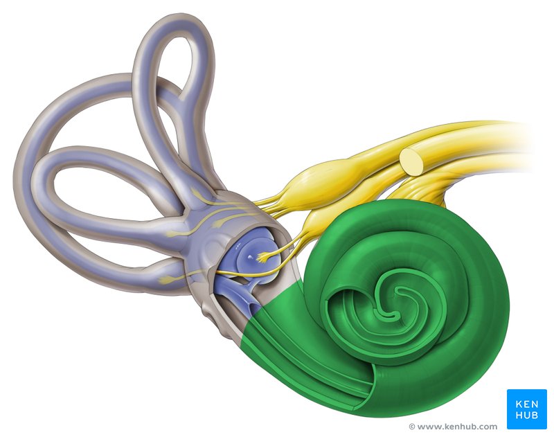 <p>The spiral cavity of the inner ear containing the organ of Corti, which produces nerve impulses in response to sound vibrations.</p>