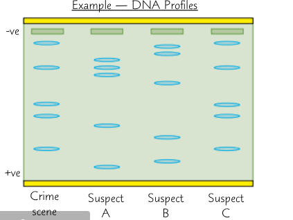 <ol><li><p>DNA isolated from all collected samples (from crime scene + suspects)</p></li><li><p>Each sample amplified using PCR</p></li><li><p>PCR products are run on electrophoresis gel and DNA profiles produced are compared to see if any match</p></li><li><p>If samples match, links person to the crime scene</p></li></ol><p></p>