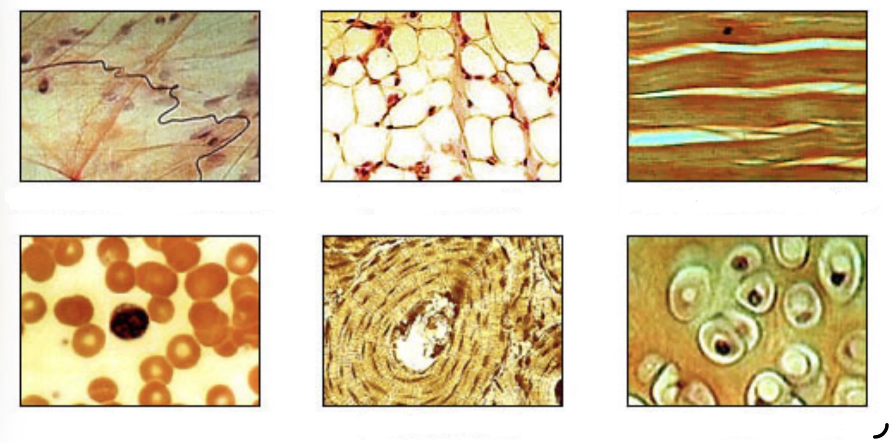 <p>Connective Tissue Cell Types</p>