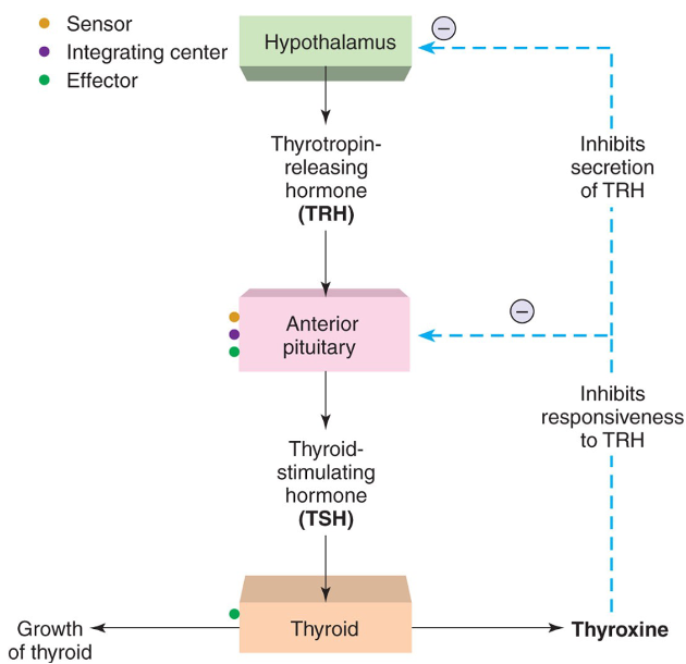 <p>feedback loop between hypothalamus, pituitary, and the thyroid = <strong>Metabolism Pathway</strong></p><p>→ H releases TRH → P releases TSH → reaches target gland: Thyroid → Stimulates thyroxine synthesis (<strong>metabolism</strong>)</p><p></p>