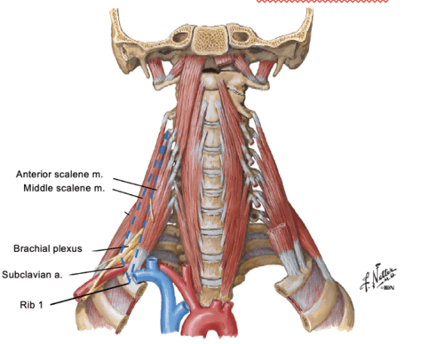 <p>anterior and middle scalene muscles, and rib 1</p><p>-contains branchial plexus and subclavian artery (but NOT vein)</p>