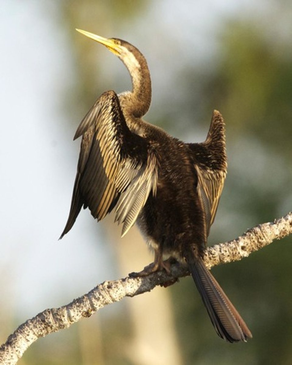 <p>Suliformes</p><p>Anhingidae</p>