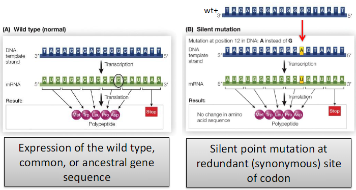 <p><strong>Definition</strong><br> Result from the gain, loss, or substitution of a single DNA base pair</p><p><strong>Effect in Coding Regions</strong><br> May be silent or may change the amino acid sequence of the protein</p><p><strong>Silent Point Mutation</strong><br> Occurs at a redundant (synonymous) site of a codon<br> Expression of the wild-type gene sequence is NOT maintained</p>