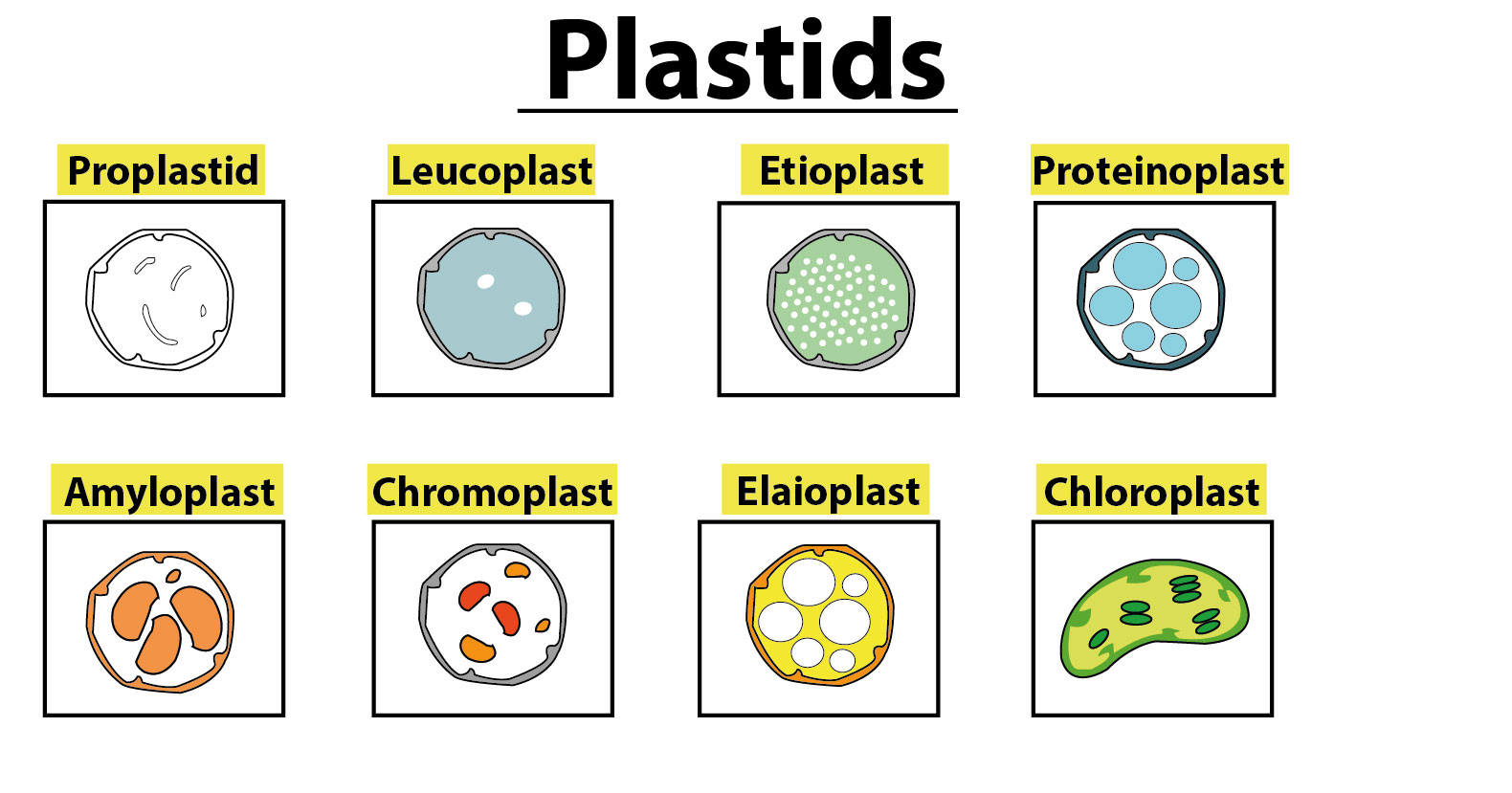 <p>Organelles found only in plants and some algae</p><ul><li><p>they have a double membrane (outer and inner bilayers) </p><p>-contain DNA and ribosomes</p><p>-grow and divide similar to bacteria </p><p>-There are 6 types of plastids </p></li></ul><p></p>