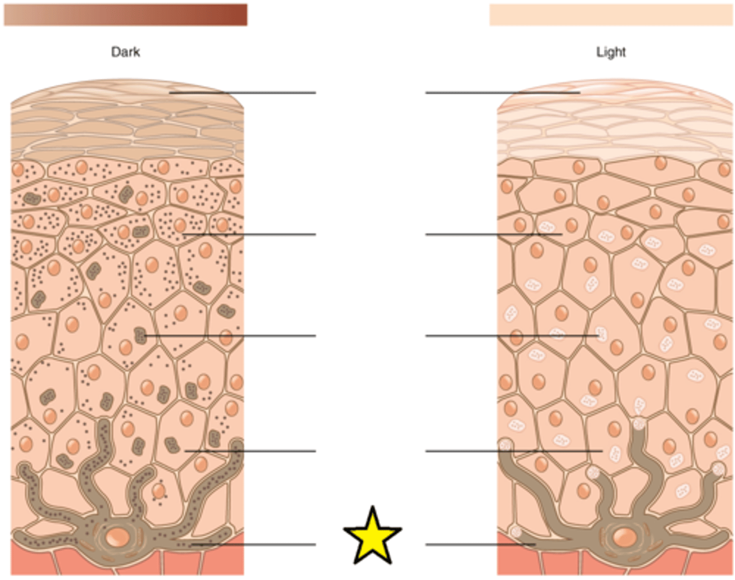 <p>The relative coloration of the skin depends of the amount of melanin produced by this cell in the stratum basale and taken up by keratinocytes.</p>
