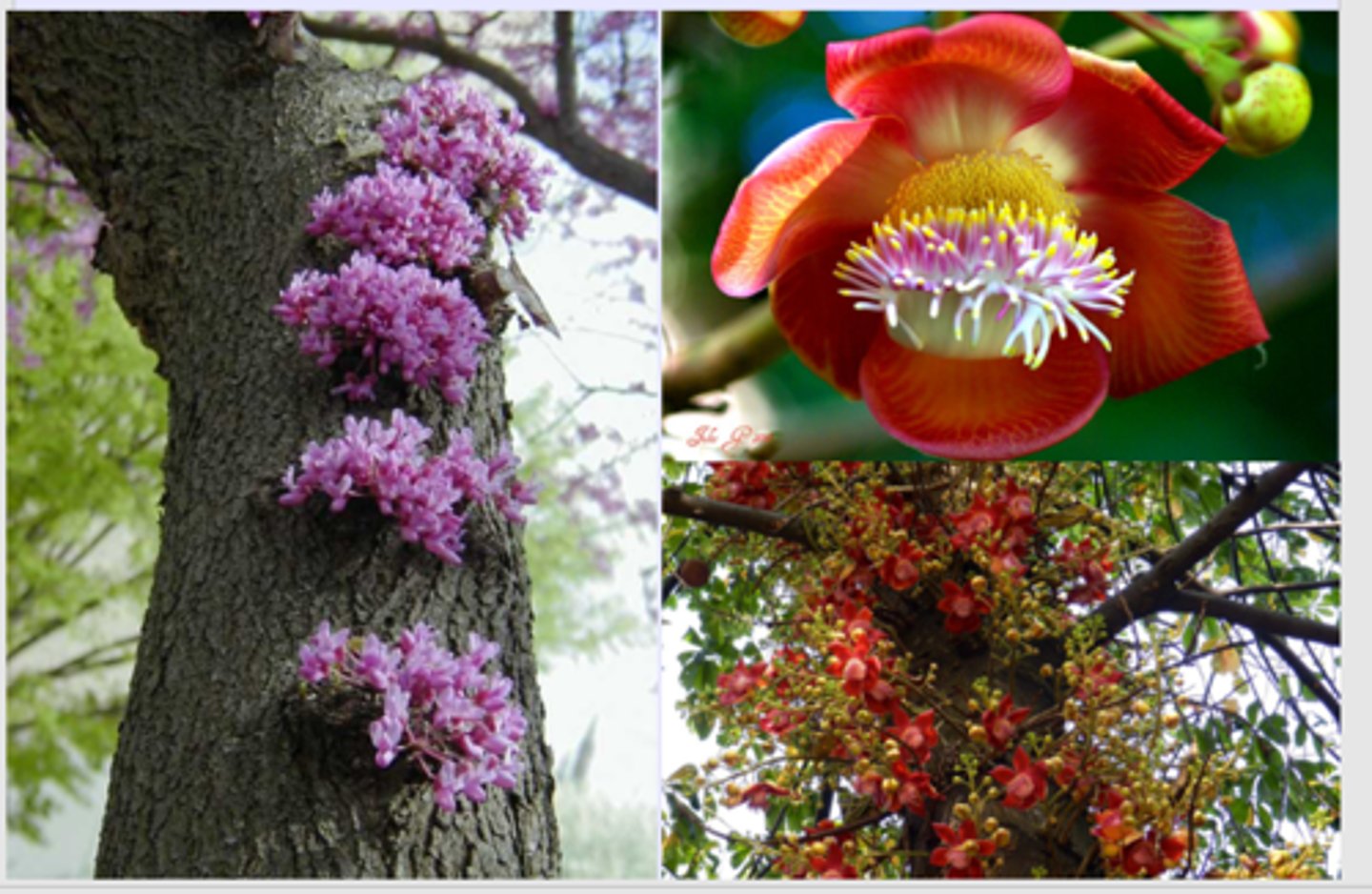 <p>what flower shape is this?</p>