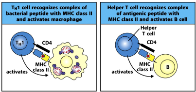<p>a cell surface molecule that can bind, in a peptide independent manner, to MHCII</p><ul><li><p>when activated, CD4 T cells → T helper effector cells</p></li></ul><p></p>