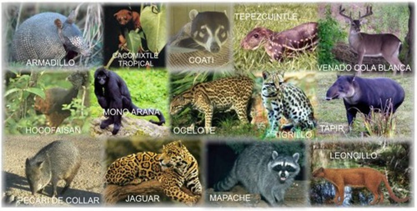 <p>another term for the animals in an ecosystem</p>