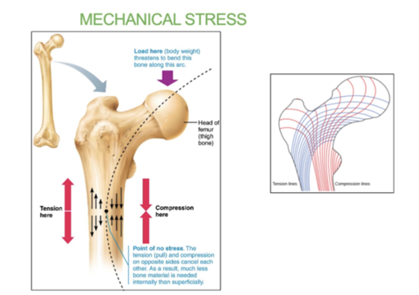 <p>When Mechanical stress (from weight-bearing exercise) along bending and stress lines stimulates the bone.</p>