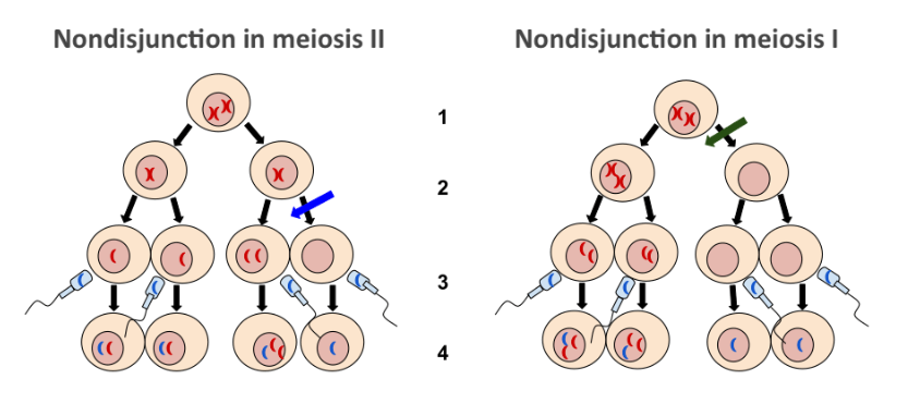 <p>Nondisjunction in Meiosis 1 and 2</p>