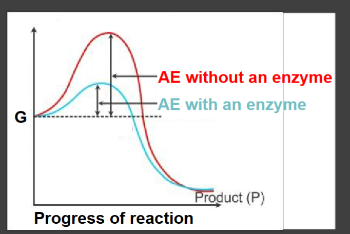 <p>-stress chemical bonds(easier to break) </p><p>-Hold reactants in favorable orientations </p>