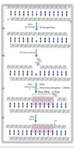 <p>The absence of which enzyme would increase the number of AP sites of a person's DNA?</p><p class="p1">a. AP endonucleases</p><p class="p1">b. DNA glycosidase</p><p class="p1">c. DNA polymerase I</p><p class="p1">d. DNA polymerase III</p><p class="p1">e. DNA lygase</p>