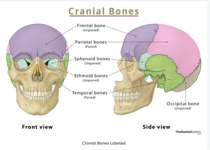knowt flashcard image