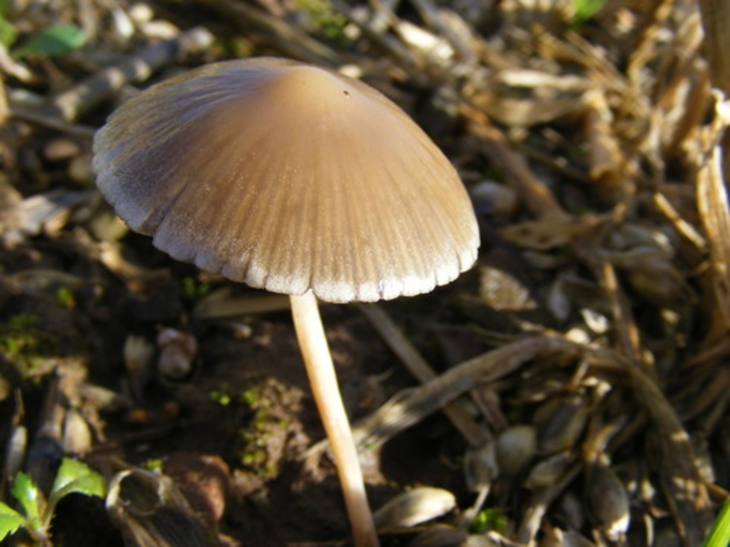 <p>A kingdom made up of eukaryotic organisms, reproduce by using spores, and get food through absorption (by breaking down food substances outside the cells and then absorbing the nutrients</p>