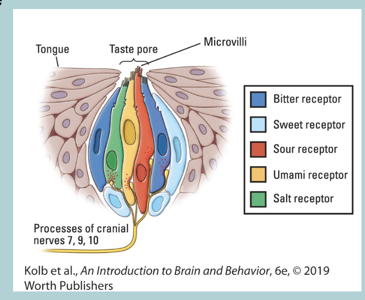 <p>Each of the five taste receptor types responds to a different CHEMICAL COMPONENT of food </p>