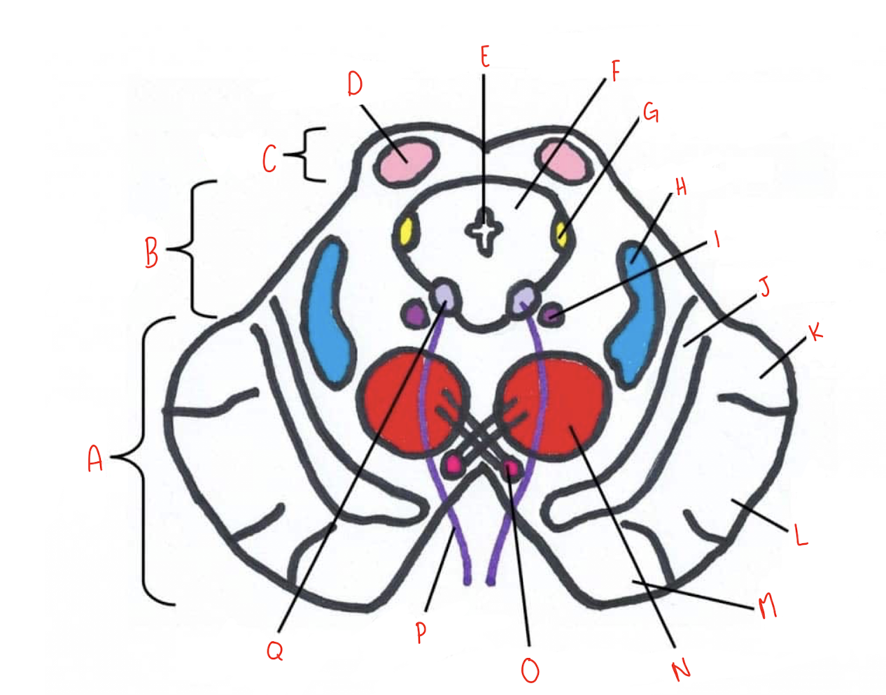 <p>What structure of the sliced superior colliculus section of the midbrain is labeled N?</p>
